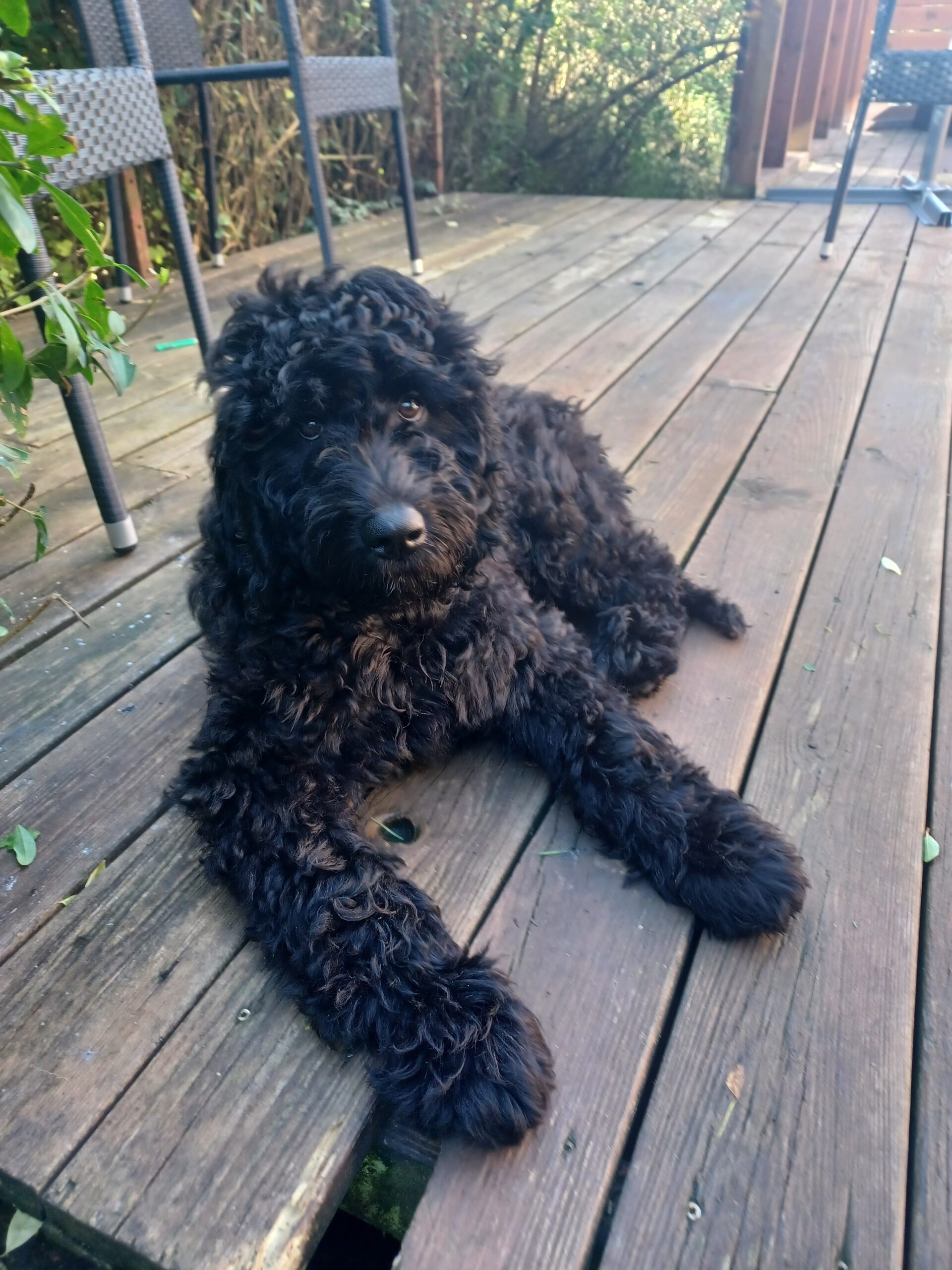 Fenris Hund med separationsangst alene hjemme, tryg og rolig